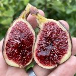 Figueira de figo Col Dame Preto🌰👸🏻🇫🇷