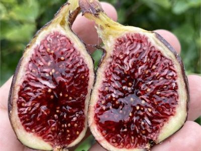 Figueira de figo Col dame Noir