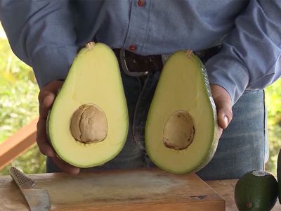 ABACATEIRO de ABACATE GIGANTE