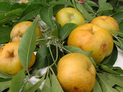🇲🇽🌀Sapote Amarelo (Fruto Pudim)🌀🇲🇽 - Image 3