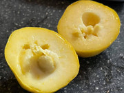 🇲🇽🌀Sapote Amarelo (Fruto Pudim)🌀🇲🇽 - Image 8