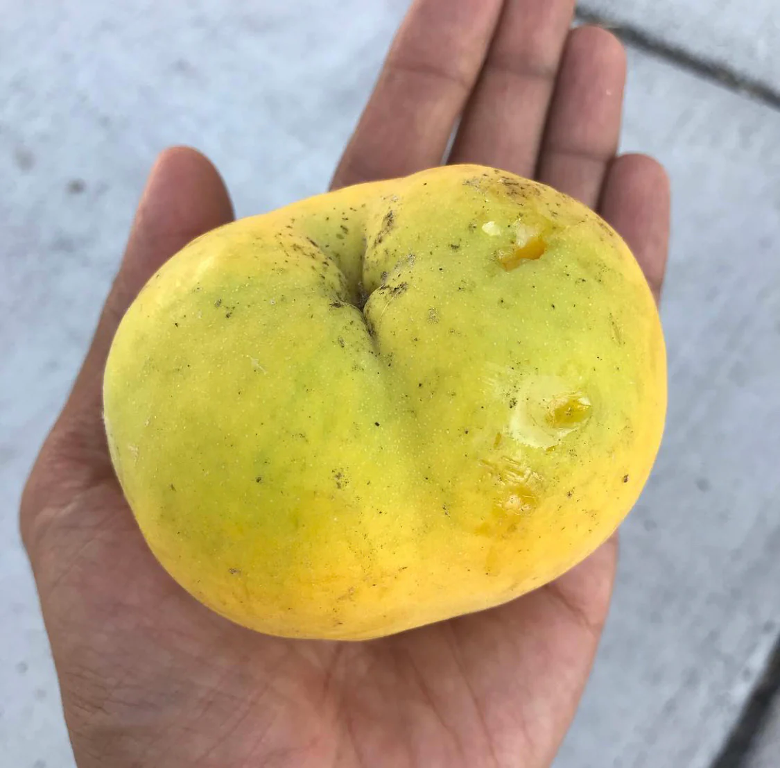 🇲🇽🌀Sapote Amarelo (Fruto Pudim)🌀🇲🇽 - Image 4