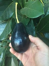 ABACATEIRO de ABACATE PRETO Para zonas frias