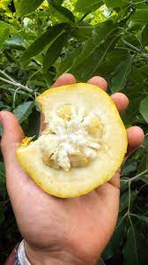 🇲🇽🌀Sapote Amarelo (Fruto Pudim)🌀🇲🇽