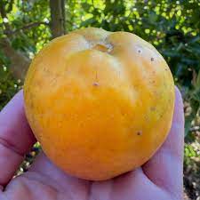 🇲🇽🌀Sapote Amarelo (Fruto Pudim)🌀🇲🇽 - Image 7