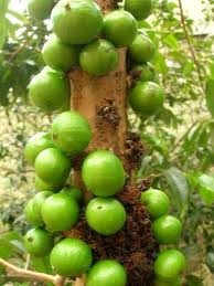 🇧🇷💚🌴JABUTICABA BRANCA🌴💚🇧🇷