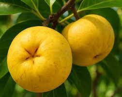 🇲🇽🌀Sapote Amarelo (Fruto Pudim)🌀🇲🇽