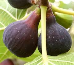 Figueira de figo Col dame Noir