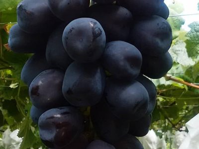 Videira de Uvas do meu Coração Tinta🍇🖤🇯🇵