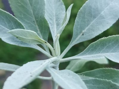 🩹Salvia Branca🩹