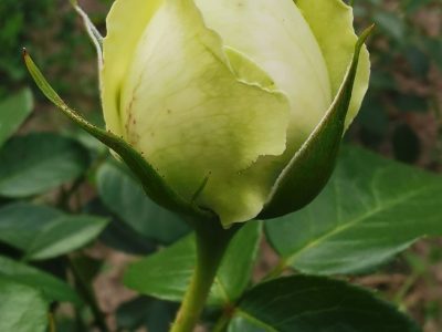 Roseira da Rosa Verde