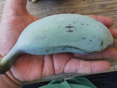 BANANEIRA da BANANA AZUL🍌💙