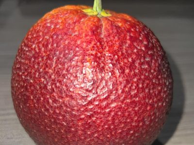 Laranjeira de Laranjas de Sangue Vermelhas🍊🩸❤️