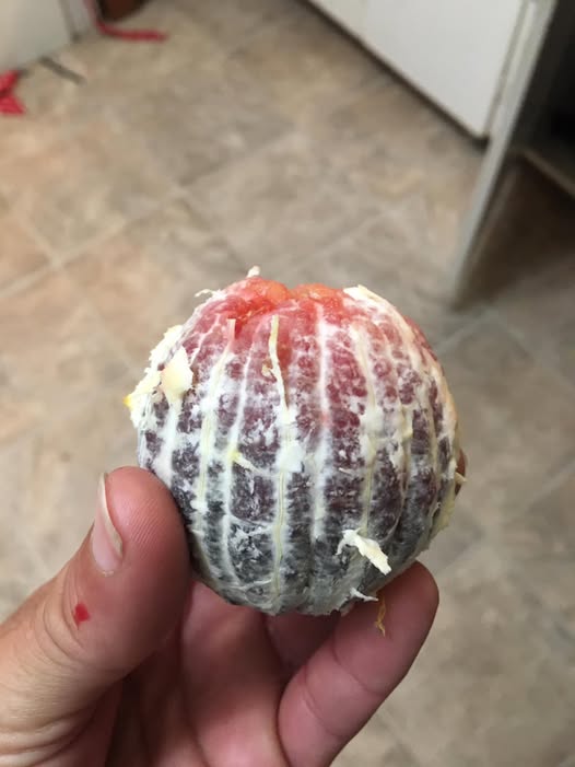 Mandarina de SANGUE Vermelha🍊🩸❤️ - Image 7