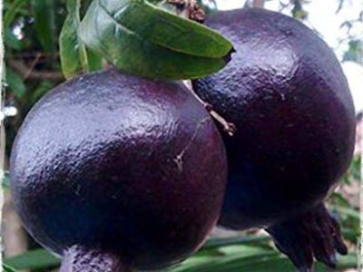 Romãzeira da Romã Preta🍅🖤