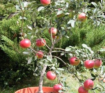 Macieira da maçã Vermelha de VASO🍎🇨🇭