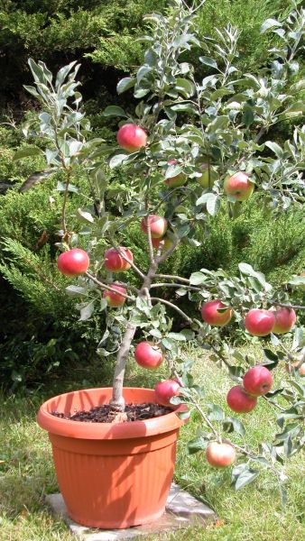 Macieira da maçã Vermelha de VASO🍎🇨🇭 - Image 2