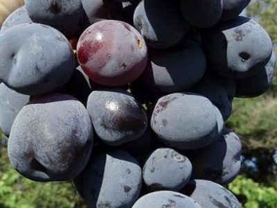 Videira de Uvas do meu Coração Tinta🍇🖤🇯🇵