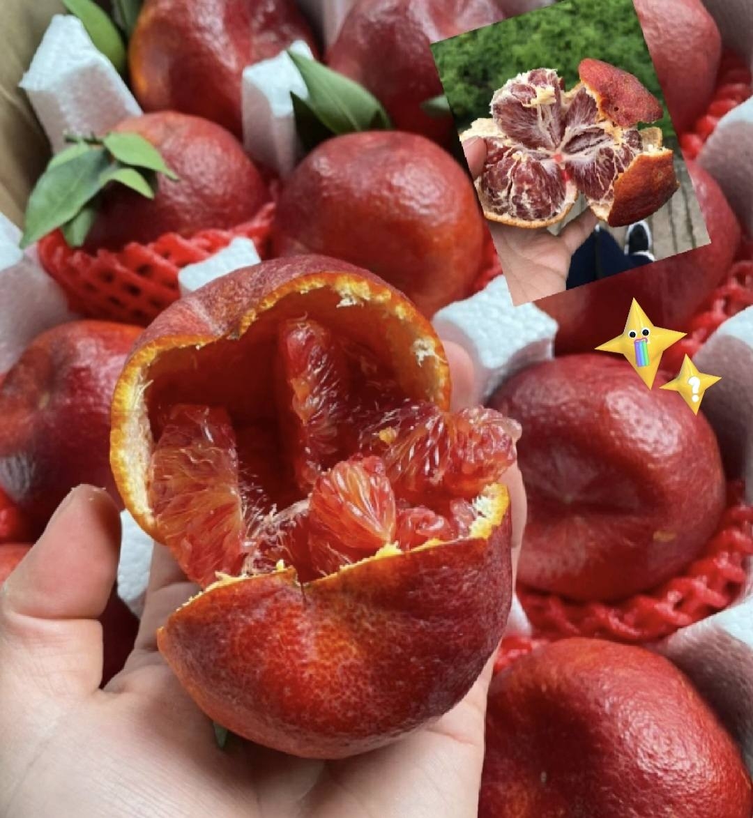 Mandarina de SANGUE Vermelha🍊🩸❤️ - Image 3