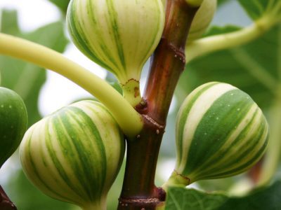 Figueira de figos tigrados variegata🌰🇫🇷