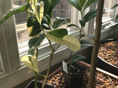 🍋Limoeiro Do Limao mao de buda TIGRADO🍋