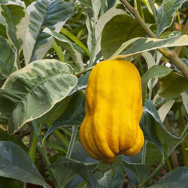 🍋Limoeiro Do Limao mao de buda TIGRADO🍋 - Image 3