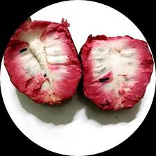 Anona de sangue dos aztecas 🌀 🩸🛕🇲🇽 - Image 4