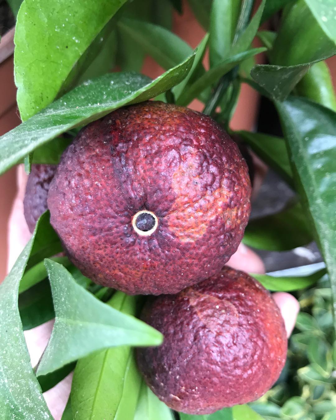 Mandarina de SANGUE Vermelha🍊🩸❤️ - Image 5