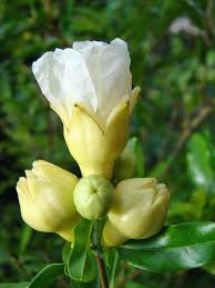 Romãzeira da Romã BRANCA🍅