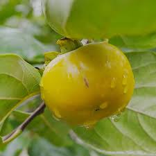 Diospireiro de fruto VERDE🍊