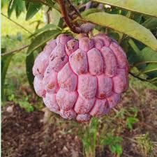 Anona de açucar vermelha🌀🍚 - Image 8