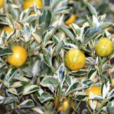 Mandarina Tigrada 🍊🐯🇨🇳 - Image 3