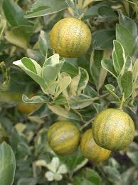 Mandarina Tigrada 🍊🐯🇨🇳 - Image 4