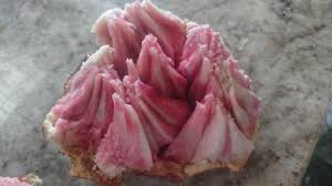 Anona de sangue dos aztecas 🌀 🩸🛕🇲🇽 - Image 5