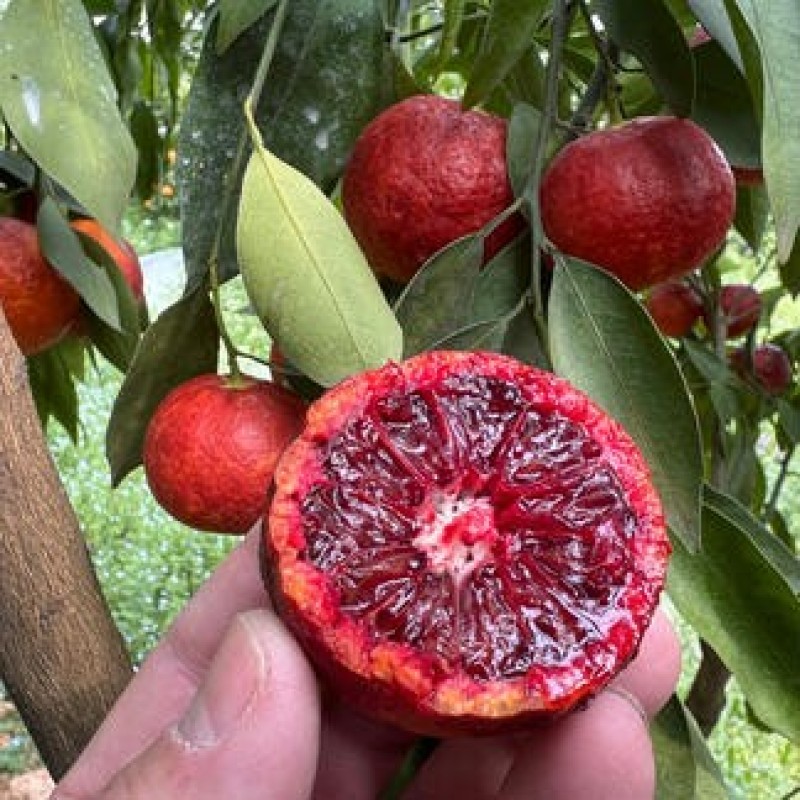 Mandarina de SANGUE Vermelha🍊🩸❤️ - Image 6