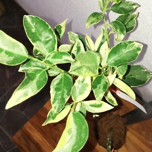 🍋Limoeiro Do Limao mao de buda TIGRADO🍋 - Image 5