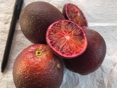 Laranjeira de Laranjas de Sangue Roxas🍊🩸💜