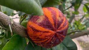 Laranjeira de Laranja-Limao Tigrada Vermelha🍊🍋🐯🩸