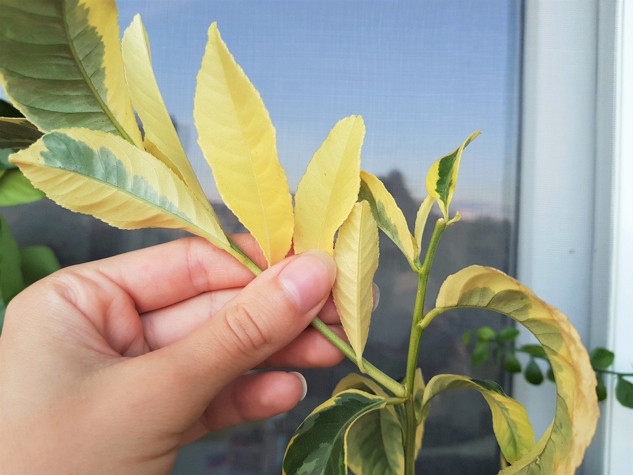 🍋Limoeiro Do Limao mao de buda TIGRADO🍋 - Image 6