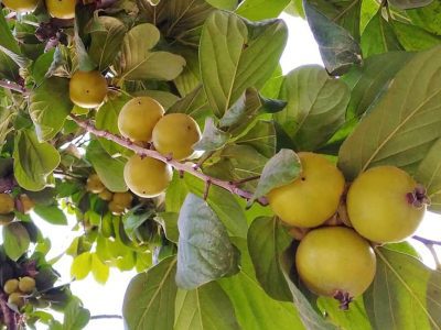 Diospireiro de fruto VERDE🍊