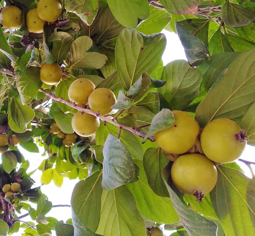 Diospireiro de fruto VERDE🍊 - Image 2