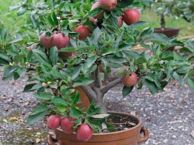Macieira da maçã Vermelha de VASO🍎🇨🇭