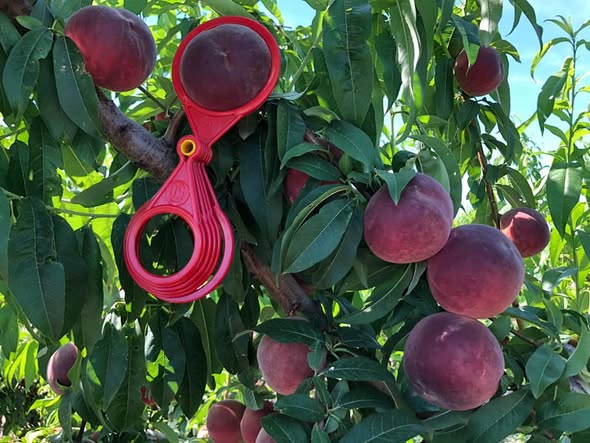 Pessegueiro de fruto Vermelho GIGANTE🍑 - Image 3