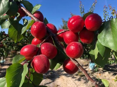 Alperce Vermelho🍑🌀