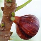 Figueira de Figos Tigrados Vermelhos🌰🐯❤️🇫🇷