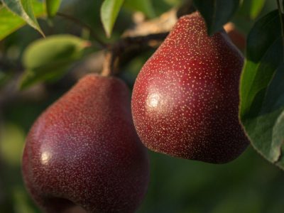 Pereira da Pera Vermelha Hibrida🍐