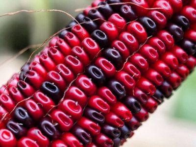 Sementes de MILHO VERMELHO Cherokee🌽🏹🇺🇸