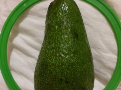 ABACATEIRO de ABACATE VERDE Para zonas frias