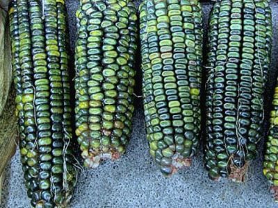 Sementes de MILHO VERDE de Oaxaca🌽🏹🇲🇽