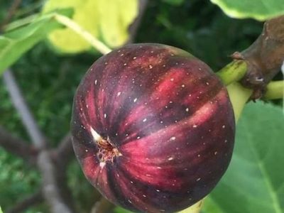 Figueira de Figos Tigrados Vermelhos🌰🐯❤️🇫🇷